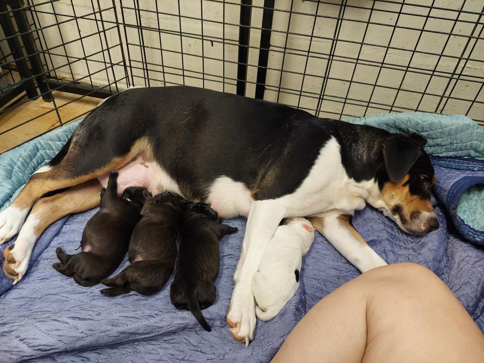 Elsie and her four puppies at the Paws Humane Society.