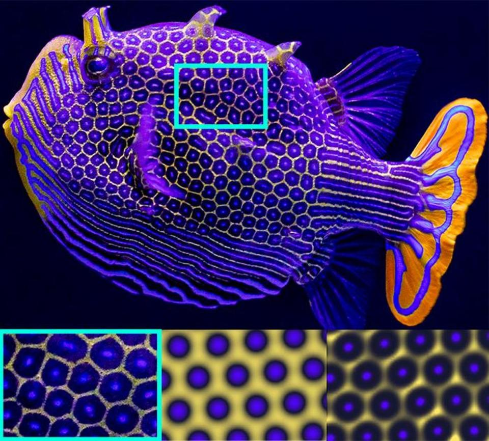 Top: A male ornate boxfish (aracana ornata). Bottom left: a close-up  of the boxfish’s natural hexagonal pattern. Bottom center: fish pattern simulation based on Turing’s reaction-diffusion theory. Bottom right: pattern based on the CU Boulder engineer’s diffusiophoresis (Birch Aquarium/Scripps Institution of Oceanography)