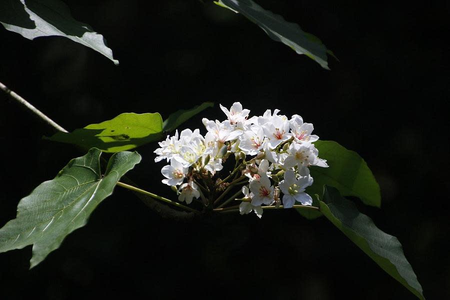 油桐(Photo Credit: murphychen@pixabay.com, License CC0，圖片來源：https://pixabay.com/zh/photos/aegiceras-tung-flowers-full-blossom-4180018/)