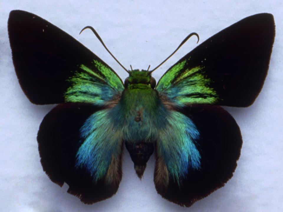 The greater peacock awl butterfly (<em>Allora major</em>) is descended from the first butterflies to reach Australia some 72 million years ago. CSIRO Publishing, Author provided