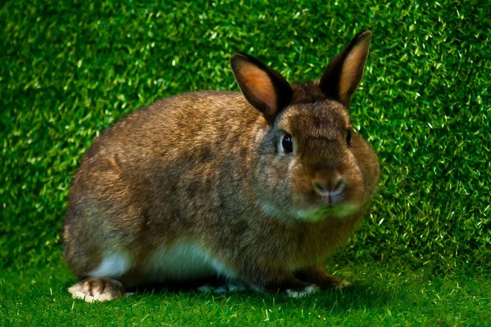 rabbit breeds mini satin