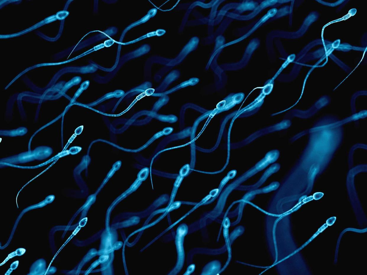 Medically accurate illustration of human sperm cells: Getty