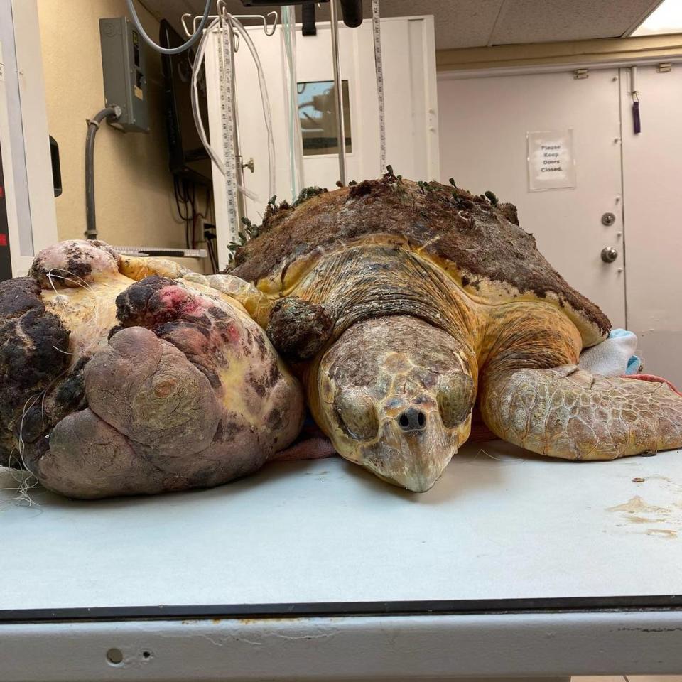 A loggerhead sea turtle lies on a table at the Turtle Hospital in the Florida Keys Friday, Sept. 18, 2020. The reptile has a giant tumor on its right flipper.