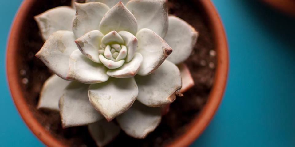 <p>To say succulents are having a moment right now would be an understatement. But since they're extremely <a rel="nofollow noopener" href="http://www.housebeautiful.com/lifestyle/gardening/a3536/houseplants-little-water/" target="_blank" data-ylk="slk:easy to care for;elm:context_link;itc:0;sec:content-canvas" class="link ">easy to care for</a>, come in just about every color, and are so very cute, we think their popularity is long overdue. Before you pick up your next stonecrop or agave plant, here's what you should know:</p>