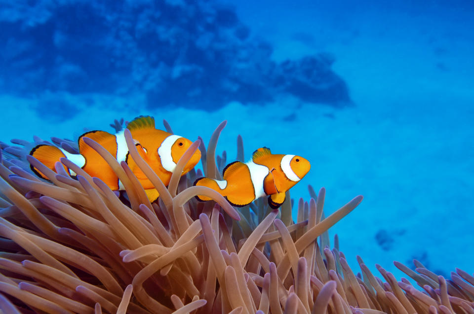 Two clownfish, orange with white stripes, swim through a bank of sea anemones.