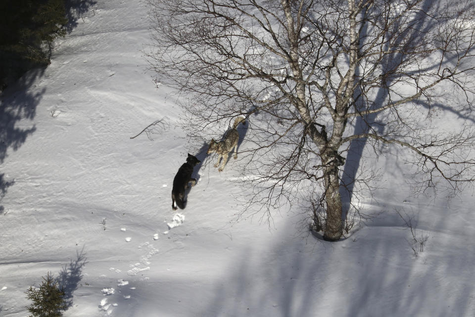 In this 2020 photo provided by Michigan Technological University, a gray female wolf, right, courts a black male wolf, left, with a "play bow" invitation to engage during the 62nd year of the Michigan Technological University Winter Study on Isle Royale National Park in Mich. Gray wolves that were taken to Michigan's Isle Royale National Park to rebuild its nearly extinct population are forming social groups and staking out territory — promising signs despite heavy losses from natural causes and deadly fights, scientists said Monday, Sept. 14. (Rolf Peterson/Michigan Technological University via AP)