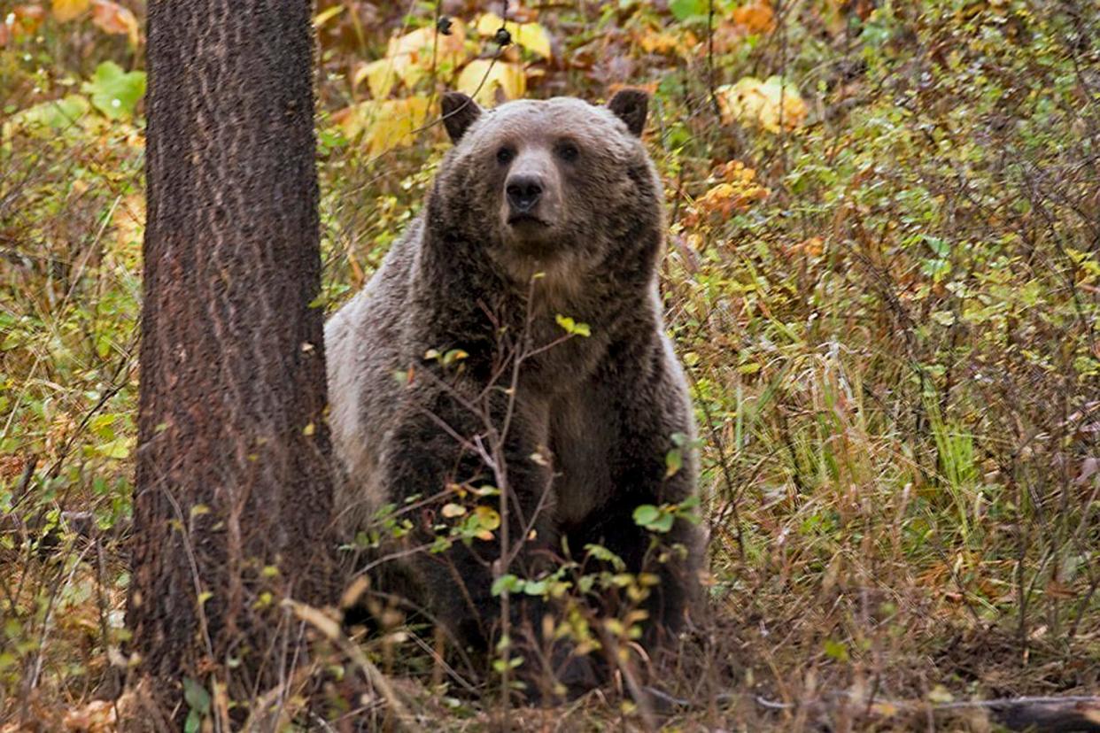 This photo provided by the Montana Fish, Wildlife and Parks shows a sow grizzly bear spotted in northwestern Montana. Two wildlife conservation groups have filed a lawsuit against BNSF Railway over delays in finalizing a plan to reduce the number of federally protected grizzly bears that are killed by trains in northwestern Montana and northern Idaho.