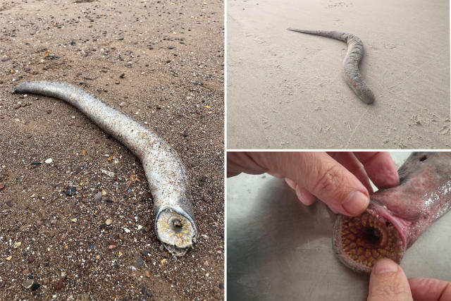 Beach-goers horrified after finding real-life 'Dune worm' vampire