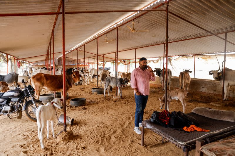 Vishnu Dabad, a cow protector and politician, runs a cow shelter for injured and sick cows, in Chamdhera village