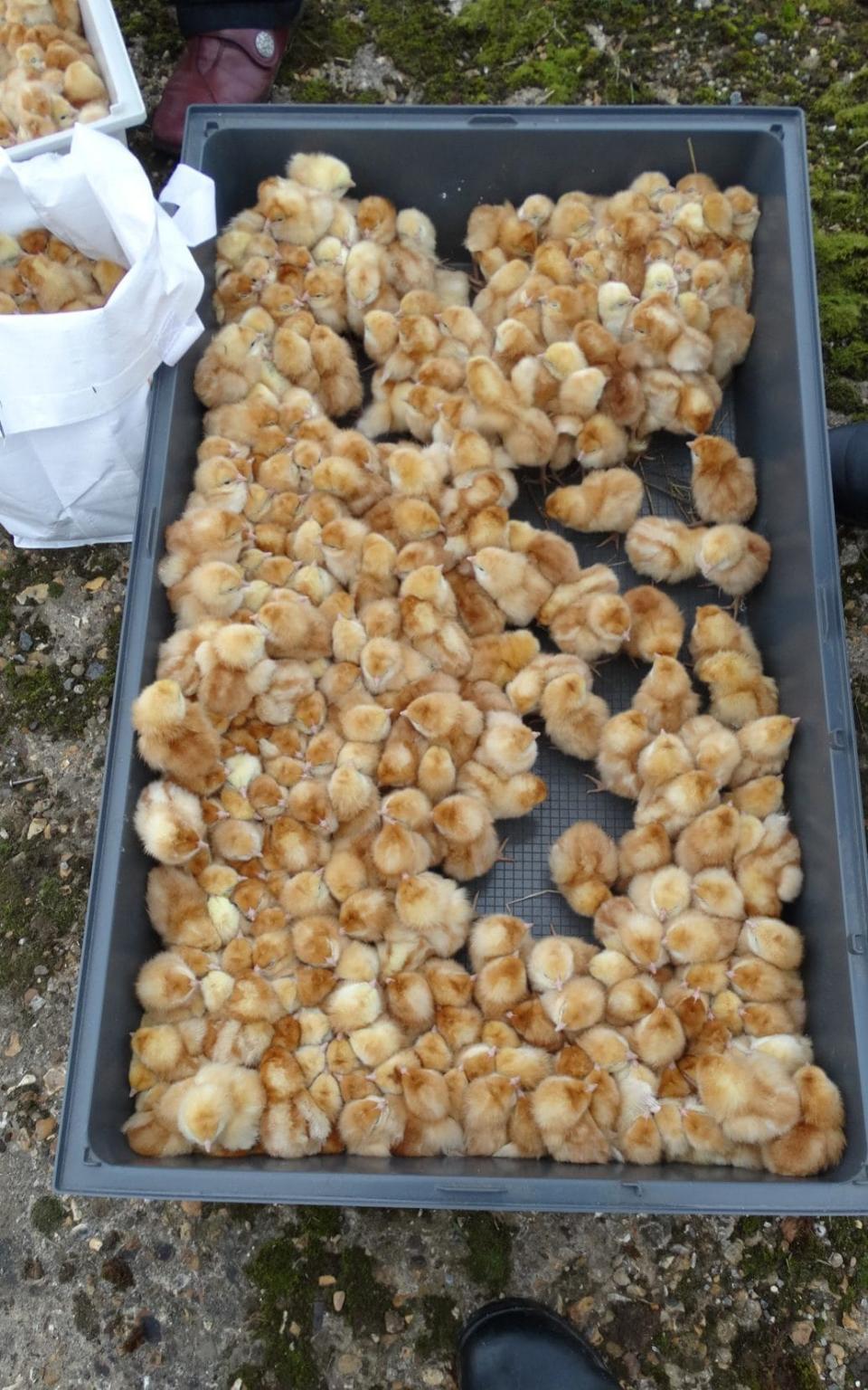 1,800 newborn chicks found abandoned in a field 