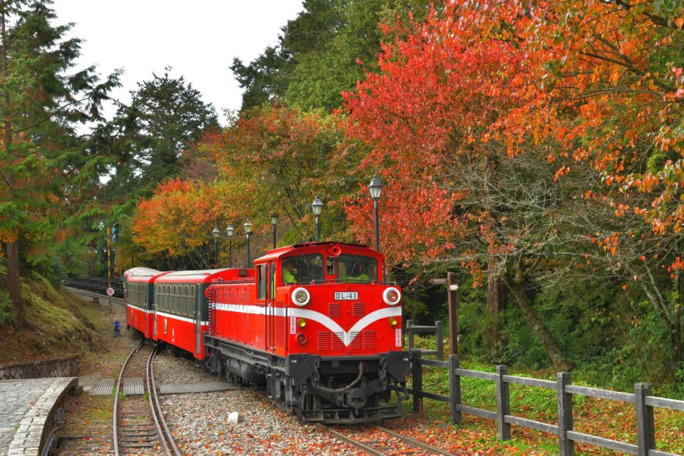 阿里山賞楓列車即將登場。（圖／黃源明攝，林鐵及文資處提供）