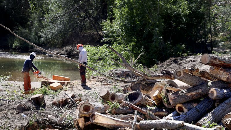 Downed trees and debris are cleared up along Cottonwood Creek at Wheeler Farm in Murray on Thursday, Sept. 7, 2023. Salt Lake County Flood Control along with Utah Dam Safety identified 120 trees adjacent to Little Cottonwood Creek and in s detention basin that require removal to ensure the structural integrity of the dam embankment, to improve emergency water runoff management and to revitalize the stream bank.