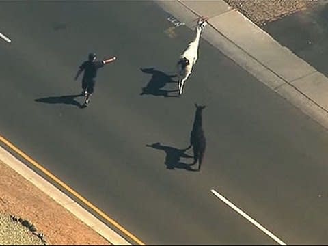 40) Llama Llama Highway Drama (2015)