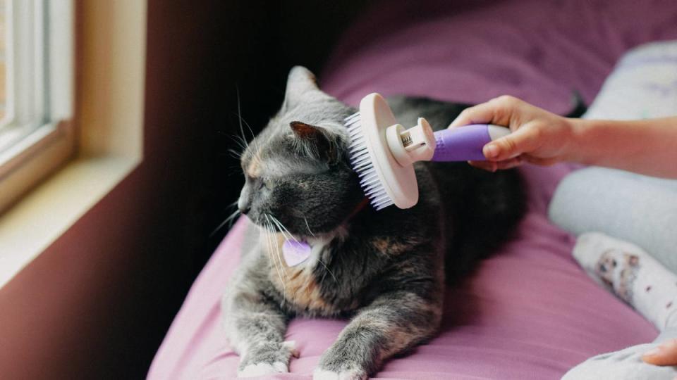 How to get rid of fleas on kittens: Cat being brushed while looking outside a window.