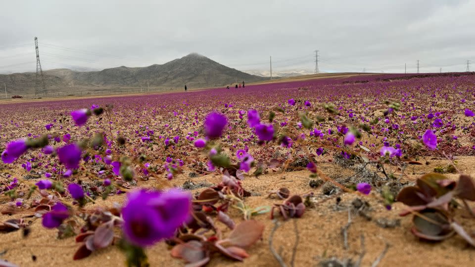 The Atacama Desert near Copiapo, Chile. - Rodrigo Gutierrez/Reuters