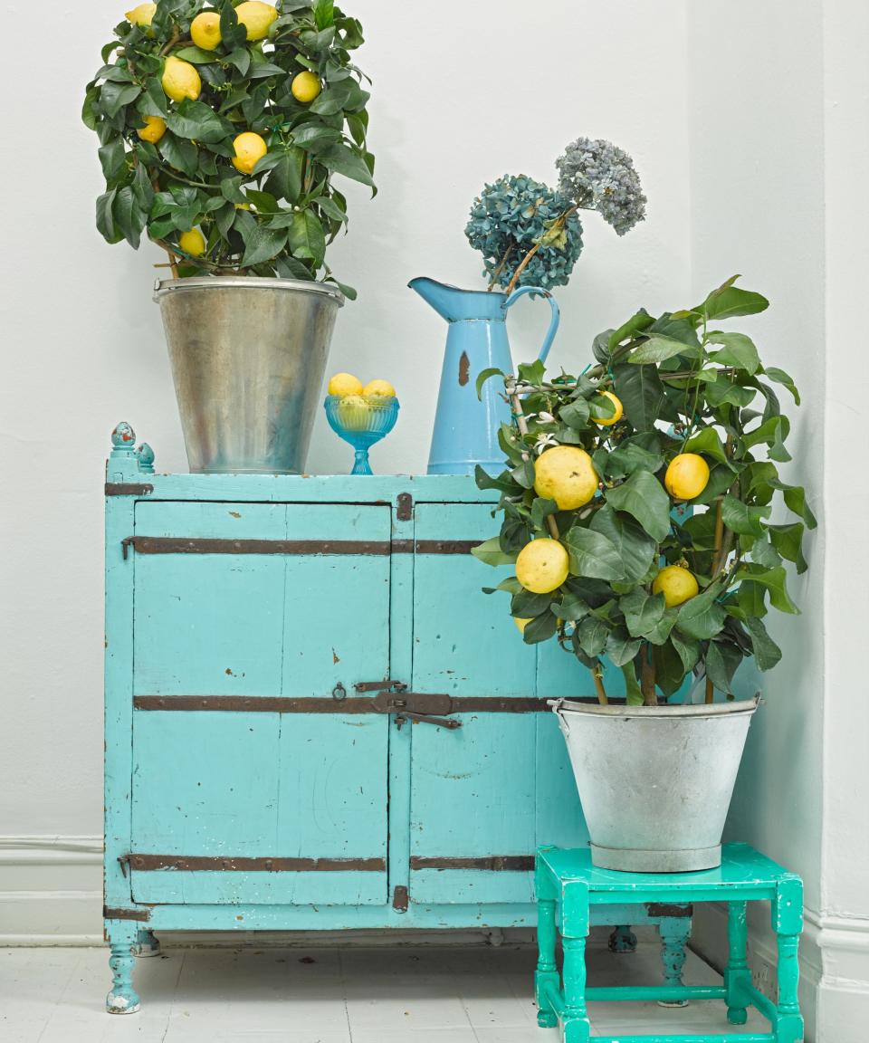 Lemon trees growing indoors