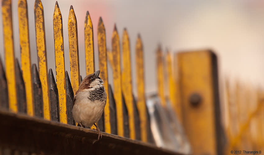 World Sparrow Day