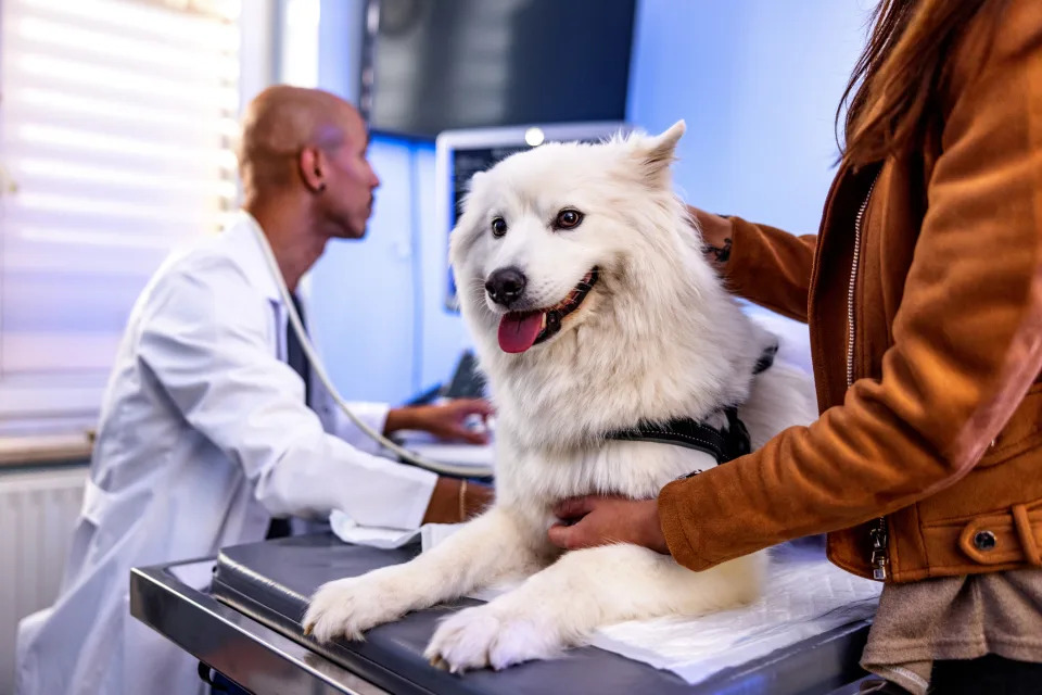 A white Samoyed dog is on an examination table, being held by a woman in a leather jacket. A veterinarian in a white coat is working on a computer in the background