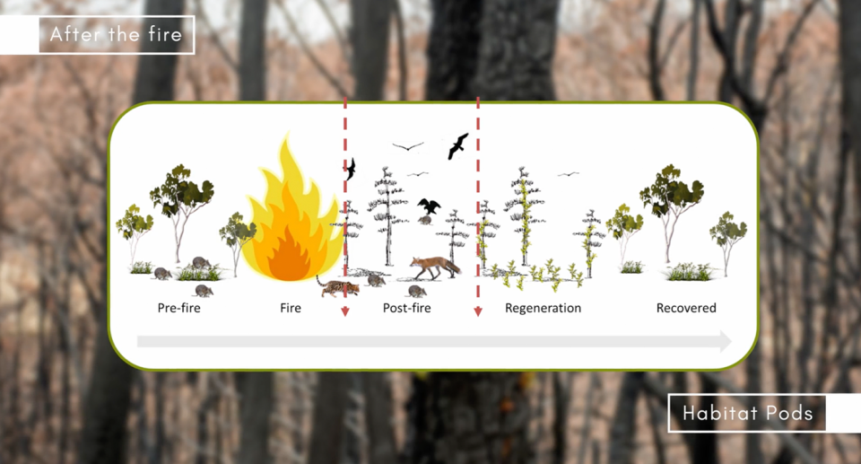 A chart that shows the regeneration of forests and the impact on wildlife after fires.