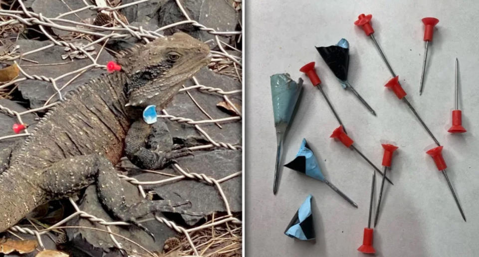 A water dragon with three blow gun darts protruding out of it (left) and n image of blow gun darts which were taken out of wildlife (right). 