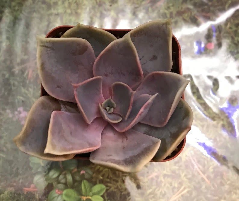 5) Echeveria “Perle von Nurnberg”