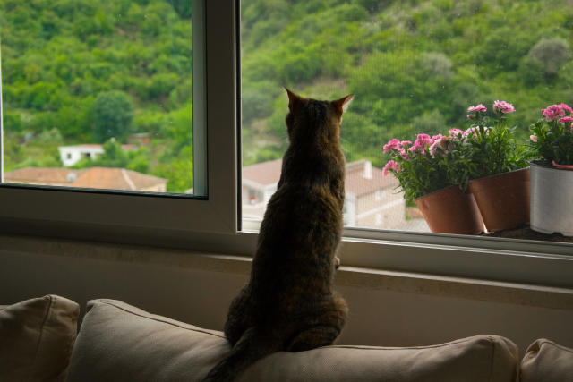 Un Homme Condamne Pour Avoir Laisse Mourir De Faim Son Chat Enferme Dans Un Appartement