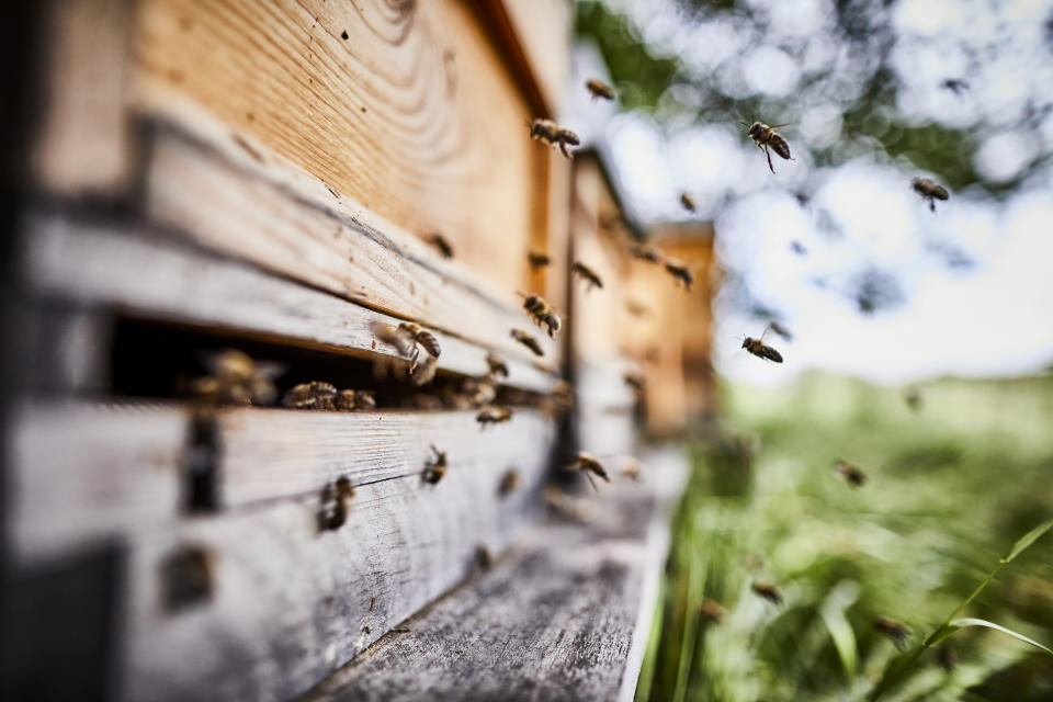 Honey bees flying into wooden beehives