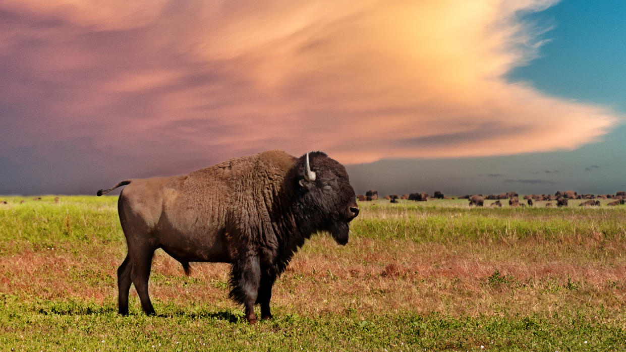  Bison at Badlands National Park, USA 