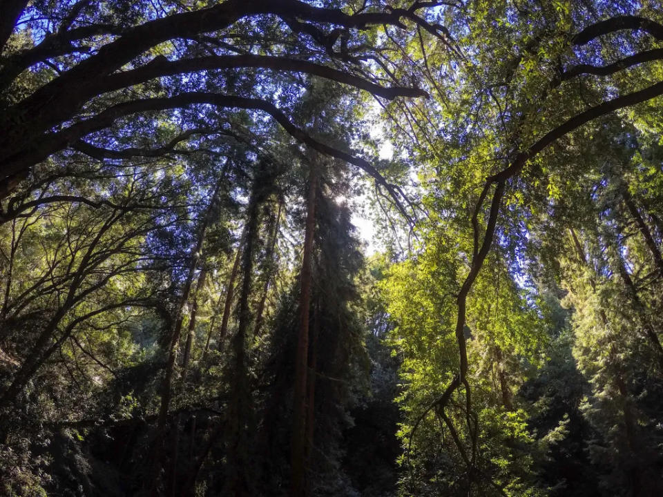 Beautiful day at Redwood Regional Park in Oakland, California