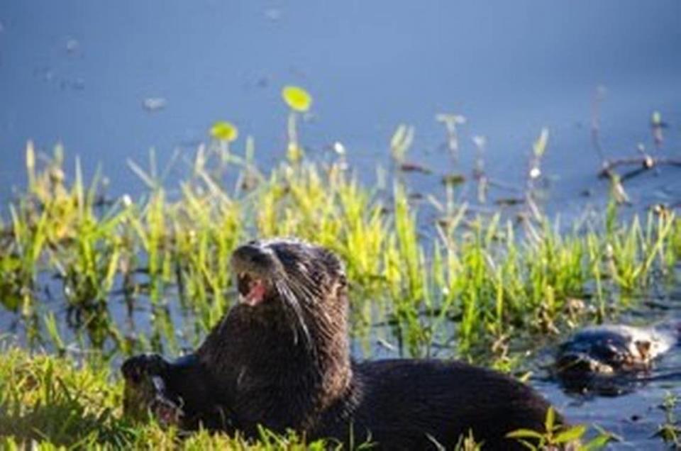 Two otters swim onto the bank of the water outside of a home in Bradenton on Jan.18,2023