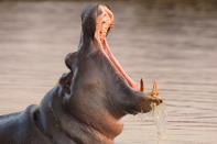 <b>Hippo</b><br><br>Ein armer Junge auf dieser Welt muss sich wirklich Hippo rufen lassen. (Bild: ddp images)