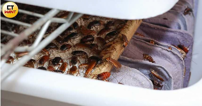 蟑螂是許多爬蟲兩棲類，以及哺乳類動的優良蛋白質來源，謝瑋晏的養殖場全盛時期年收入近400萬元。（圖／王永泰攝）