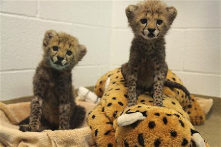 Two cheetah cubs, Winspear (L) and Kamau, are pictured in this undated handout photo courtesy of the Dallas Zoo, in Dallas, Texas, received by Reuters September 6, 2013. REUTERS/Cathy Burkey/Dallas Zoo/Handout