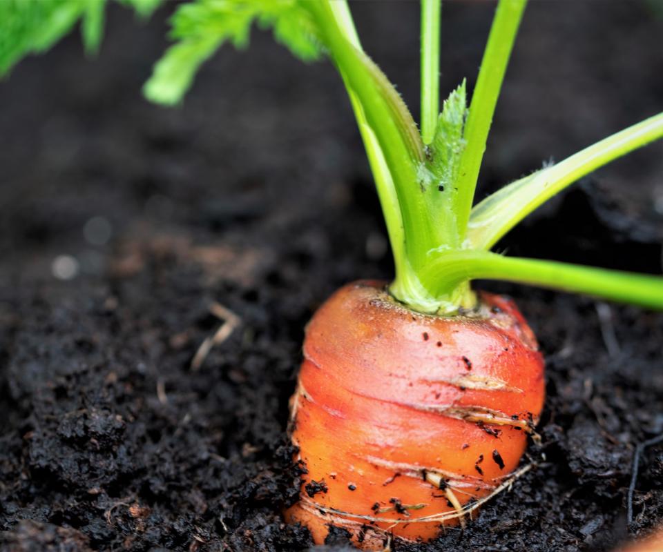 Carrots growing in a container