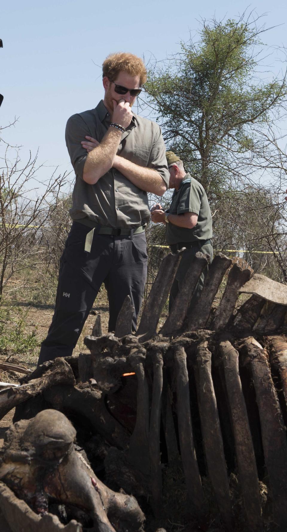  NOTE: GRAPHIC CONTENT
Prince Harry visiting a crime scene with a forensic team of a rhino killed by poachers in Kruger National Parkas part of his tour to South Africa. 