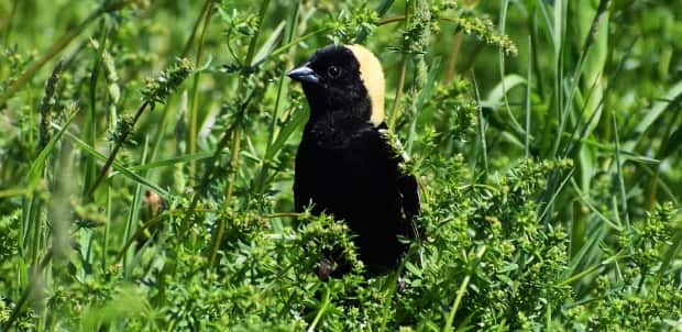 The Bobolink is one of two species of grassland bird being studied by the National Capital Commission in Gatineau Park. (Alysha Riqiuer - image credit)