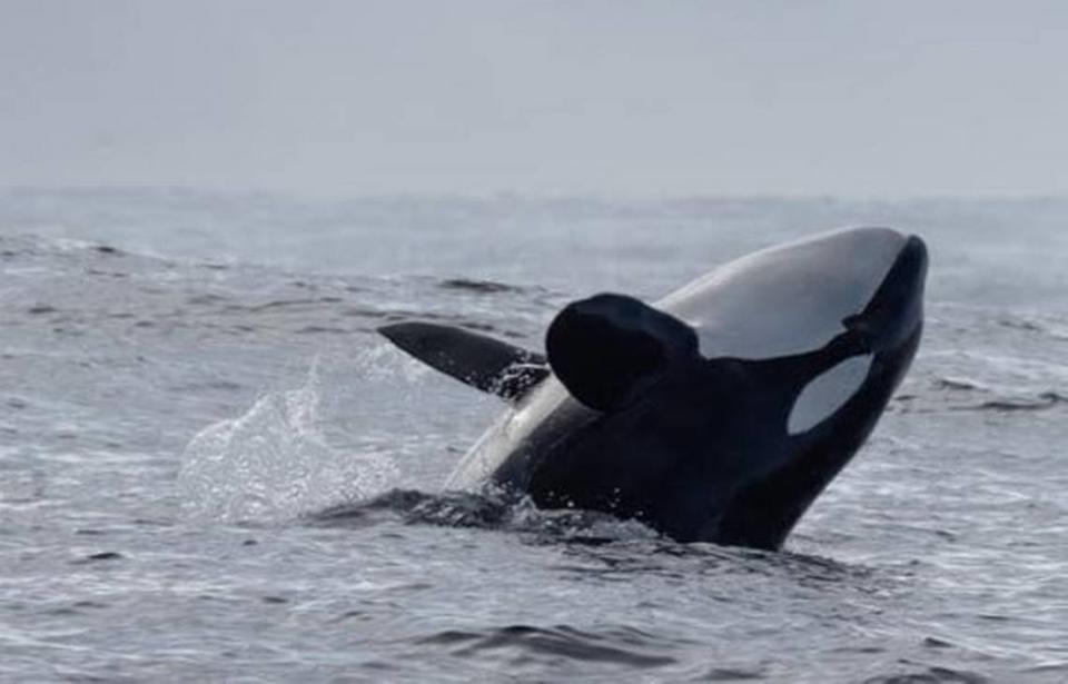 Two orca pods, including one with a new baby killer whale, humpback whales and dolphins are spotted off Monterey, California.