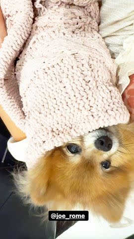 <p>Kate Beckinsale/Instagram</p> Kate Beckinsale's Pomeranian Myf.