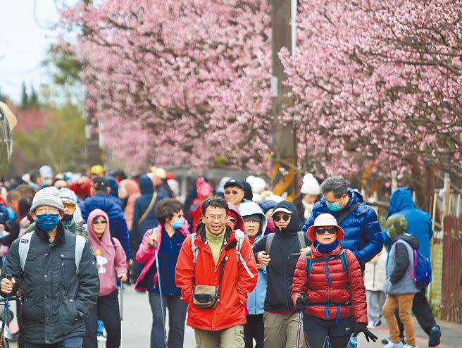 陽明山櫻花季最早開花、號稱台北市最美走春路線之一的「平菁街42巷」寒櫻，1月下旬開始悄悄綻放。大年初七許多民眾不畏低溫，在巷弄中賞櫻拍照，浪漫走春。（張鎧乙攝）