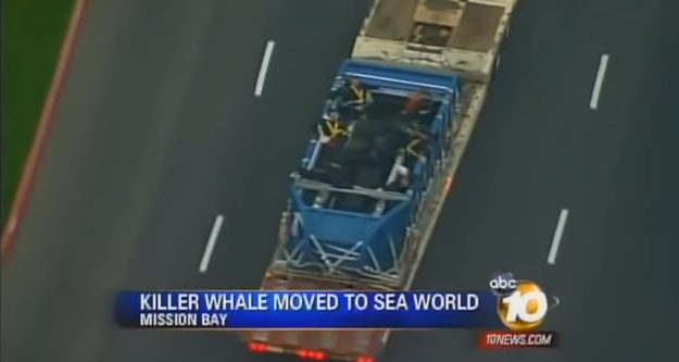 News footage of a killer whale being transported to Sea World, Mission Bay