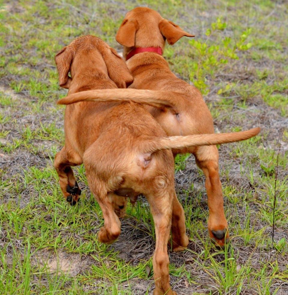 <p>Two puppies lock tails as they go for walkies together. (Elouise Leland/PA Wire)</p>