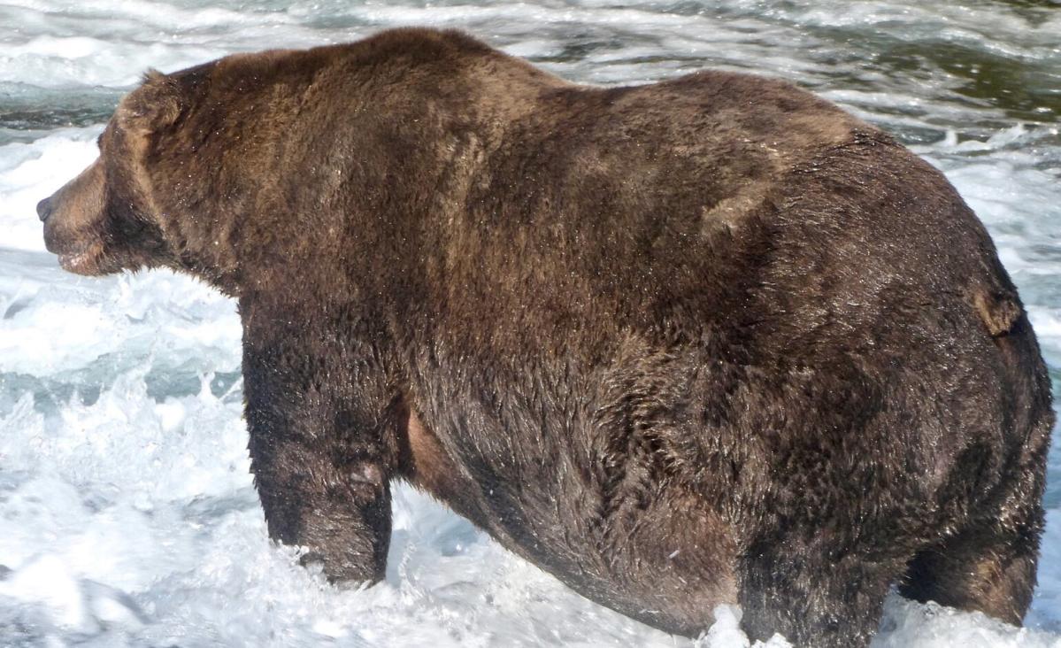 A Fatal Bear Attack Fuels a Fight Over Rewilding