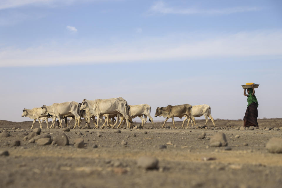 A woman follows drought affected livestock as they walk toward a river near Biyolow Kebele, in the Adadle woreda of the Somali region of Ethiopia Wednesday, Feb. 2, 2022. Drought conditions have left an estimated 13 million people facing severe hunger in the Horn of Africa, according to the United Nations World Food Program. (Michael Tewelde/WFP via AP)