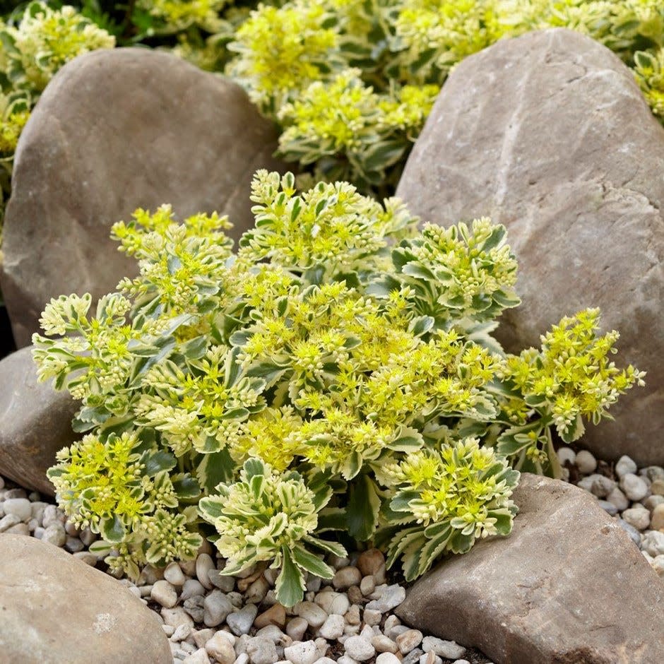 Plant of the year winner 2019 - Sedum takesimense 'Atlantis'