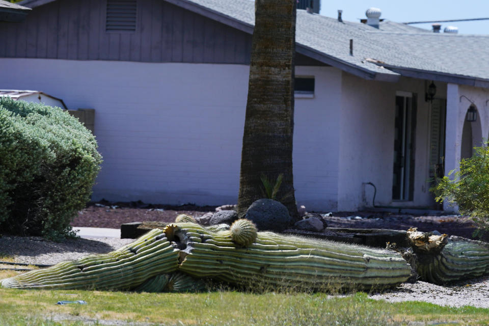 Un cactus saguaro caído frente a una vivienda, el miércoles 2 de agosto de 2023, en Tempe, Arizona. (AP Foto/Ross D. Franklin)