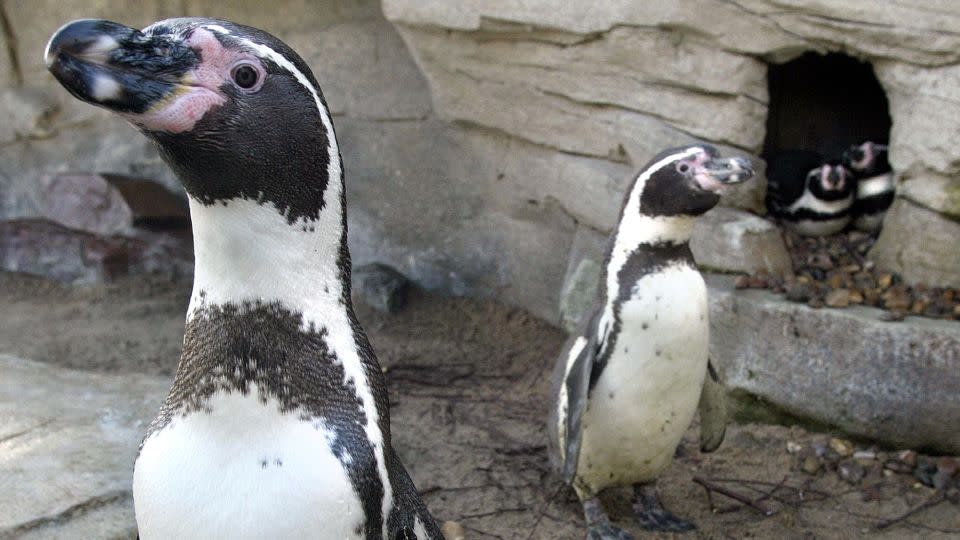 Two female penguins stand in front of a cavity where two male penguin pairs "Sechs Punkt" (Six Point) and "Schraegstrich" (Slash) cuddle at the Bremerhaven Zoo, where three male homosexual penguin pairs live, February 2005. Although the zoo imported four female penguins from a Swedish zoo last January, the males still don't show any interest for them. - David Hecker/DDP/AFP/Getty Images