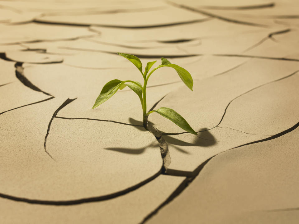 Seedling sprouting from cracked mud