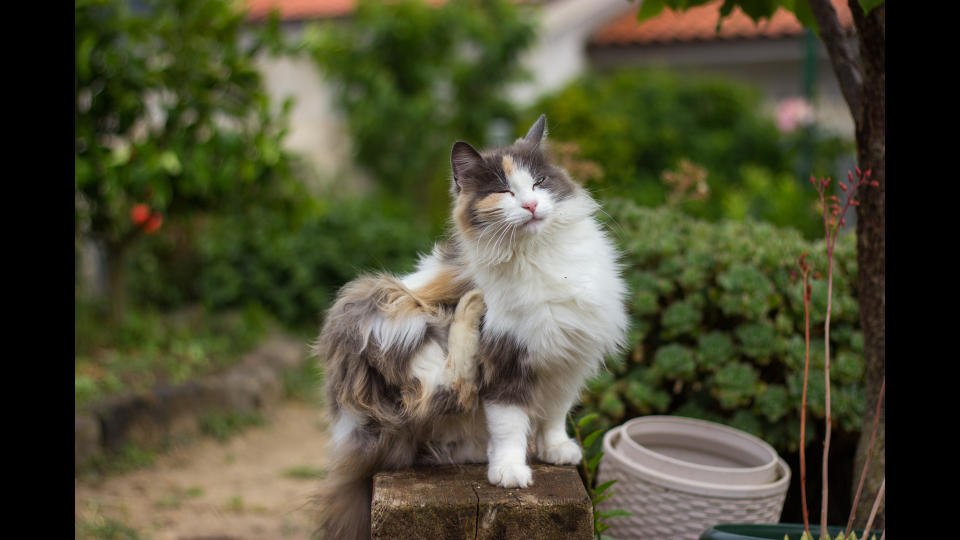 Cat scratching ear