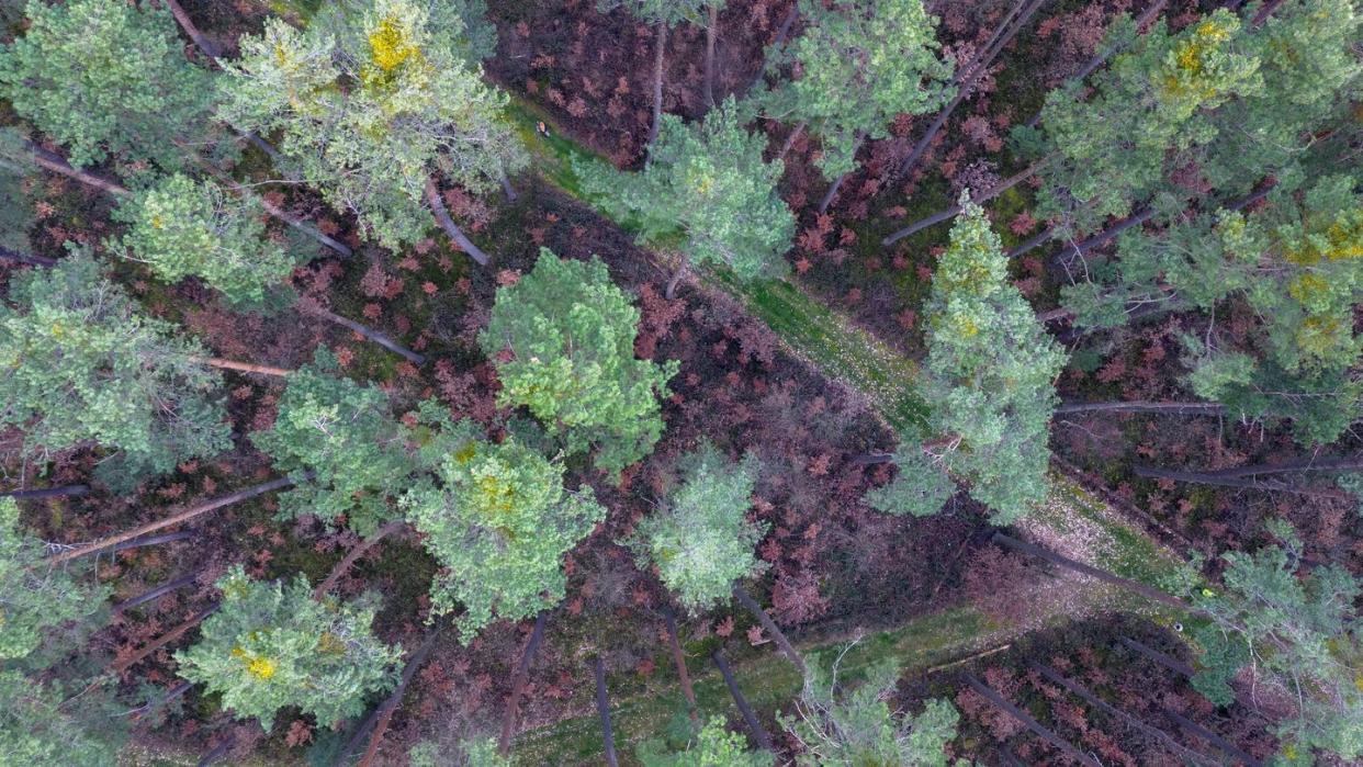 Wie können Wälder fit für die Zukunft werden? (Bild: dpa)