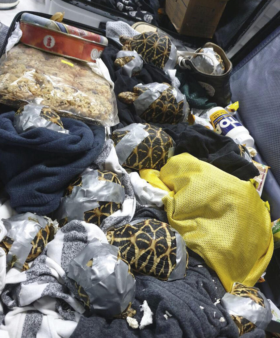 In this March 3, 2019, handout photo provided by the Bureau of Customs Public Information Office, duct taped turtles can be seen inside luggage as they are presented to reporters in Manila, Philippines. Philippine authorities said that they found more than 1,500 live exotic turtles stuffed inside luggage at Manila's airport. The various types of turtles were found Sunday inside four pieces of left-behind luggage of a Filipino passenger arriving at Ninoy Aquino International Airport on a Philippine Airlines flight from Hong Kong, Customs officials said in a statement. (Bureau of Customs via AP)